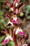 Orchis collina