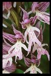 Orchis italica