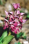 Orchis lactea