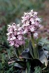 Orchis lactea