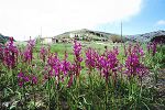 Orchis laxiflora