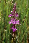 Orchis palustris