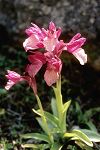 Orchis papilionacea ssp. heroica