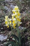 Orchis pauciflora