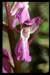 Orchis  prisca