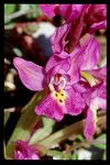 Orchis quadripunctata x Orchis pauciflora