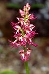 Orchis simia x Aceras anthropophorum