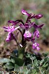 Orchis anatolica ssp. sitiaca