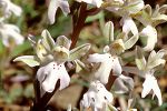 Orchis anatolica ssp. sitiaca