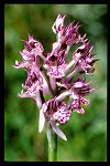 Orchis tridentata