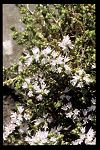 Origanum vulgare ssp. hirtum