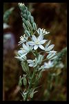 Ornithogalum narbonense