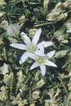 Ornithogalum nivale