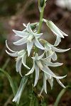 Ornithogalum nutans