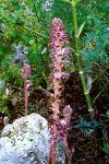 Orobanche pubescens