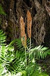 Osmunda regalis