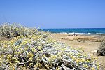 Otanthus maritimus