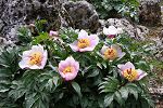 Paeonia clusii