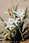 Pancratium maritimum