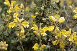 Phlomis lanata