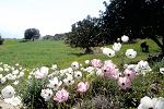 Ranunculus asiaticus