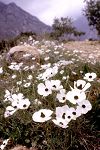 Ranunculus asiaticus