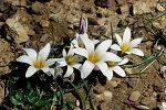 Romulea bulbocodium