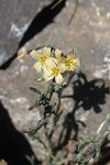 Scariola alpestris (Lactuca alpestris)