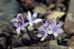 Scilla autumnalis