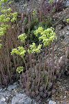 Sedum sediforme