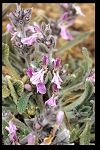 Stachys cretica