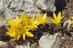 Sternbergia sicula