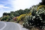 Nerium oleander und Spartium junceum