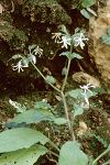 Symphytum creticum (Procopiania cretica)