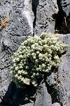 Teucrium alpestre