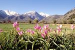 Tulipa bakeri