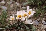 Tulipa cretica