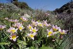 Tulipa saxatilis