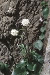 Valeriana asarifolia