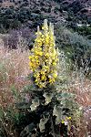 Verbascum macrurum