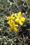 Verbascum spinosum