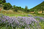 Vicia tenuifolia ssp. dalmatica