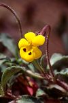 Viola scorpiuroides