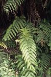 Woodwardia radicans