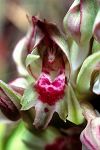 Orchis coriophora ssp. fragrans