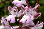 Orchis anatolica ssp. sitiaca
